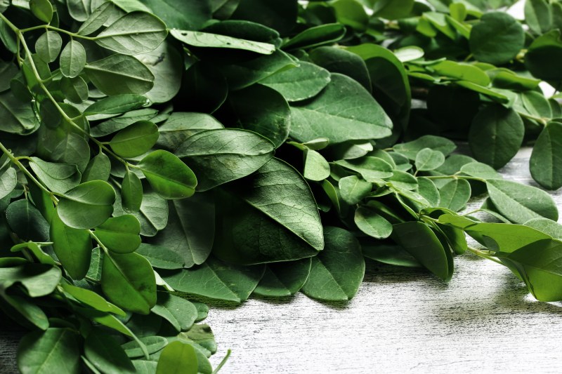 Fresh Moringa leaves / Drumstick leaves / Medicinal plants, selective focus