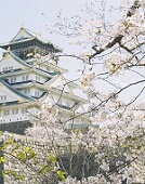 SAKURA Delivery Project 2020_TOP
